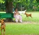 Supreme Court fires on states over street dog issue