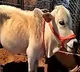 Punganur cow steals the spotlight at Pushkar Fair