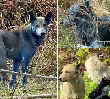 Chernobyl Stray Dogs Mysterious Blue Fur