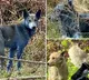 Chernobyl Stray Dogs Mysterious Blue Fur