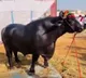 Pushkar camel fair features Shabaz horse and Anmol buffalo