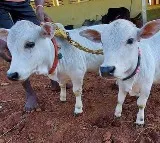 Punganuru Cow Steals the Show at Pushkar Cattle Fair