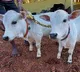 Punganuru Cow Steals the Show at Pushkar Cattle Fair