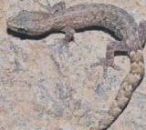 Venkataadri slender gecko New lizard species discovered in Tirumala