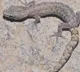 Venkataadri slender gecko New lizard species discovered in Tirumala
