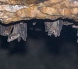 Scientists detect new Covid-like virus from moustached bats in Brazil
