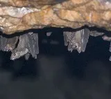 Scientists detect new Covid-like virus from moustached bats in Brazil