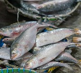 Sea Fish vs Freshwater Fish Which is Best