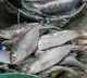 Sea Fish vs Freshwater Fish Which is Best