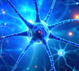 Dark chocolate, berries may help boost memory and relieve stress: Study