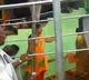 Nine dead in stampede at Andhra's Venkateswara Swamy temple on Ekadashi; PM Modi, CM Naidu express grief (Lead)
