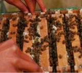 'Sweet Revolution': India becomes world’s 2nd largest honey exporter