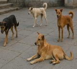 SC to hear stray dogs matter tomorrow; Chief Secys of states, UTs to appear physically