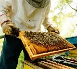 Honey Exports India Ranks 2nd Globally
