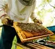 Honey Exports India Ranks 2nd Globally