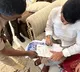 Jogi Ramesh Arrested YSRCP Leaders Condemn Illegal Arrest