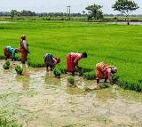 Kuruvai paddy procurement nears completion in TN‘s Delta; farmers seek compensation for rain damage