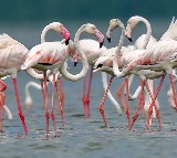 Pawan Kalyan Focuses on Developing Pulicat Lake Eco Tourism