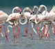 Pawan Kalyan Focuses on Developing Pulicat Lake Eco Tourism
