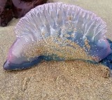 Portuguese Man o War Washes Ashore on UK Beaches