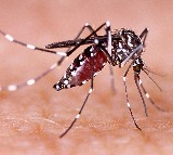 Bangladesh records 1,147 new dengue cases in 24 hours