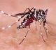 Bangladesh records 1,147 new dengue cases in 24 hours