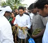 Jagan visits cyclone-hit areas, demands crop insurance for all farmers