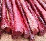 Red Sanders Farmers in AP Get Support from Biodiversity Board