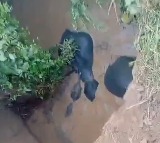 Elephants Fall into Well in Chhattisgarh Rescue Efforts Underway