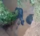 Elephants Fall into Well in Chhattisgarh Rescue Efforts Underway