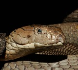 Jagtial Driver Bitten by Same Snake 7 Times in a Month