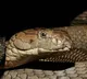 Jagtial Driver Bitten by Same Snake 7 Times in a Month