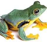 Vibrant aquatic and reptile life thrives along and beneath iconic grasslands of Assam’s Kaziranga National Park