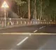 Tirumala Ghat Road Huge Python Spotted