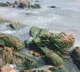 RK Beach Visakhapatnam Reveals British Era Bunker After Sea Retreat