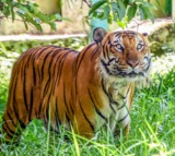 Farmer killed in tiger attack in Karnataka's Mysuru