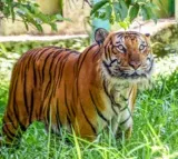 Farmer killed in tiger attack in Karnataka's Mysuru