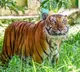 Farmer killed in tiger attack in Karnataka's Mysuru