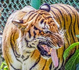 K’taka tiger attack: Safari operations suspended in Nagarahole and Bandipur reserves