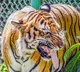 K’taka tiger attack: Safari operations suspended in Nagarahole and Bandipur reserves