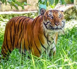 Farmer killed in tiger attack in Karnatakas Mysuru