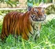 Farmer killed in tiger attack in Karnatakas Mysuru