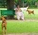 Supreme Court Orders Stray Dog Removal from Railway Stations Bus Stands