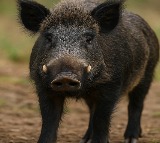 Farmer mauled to death in wild boar attack