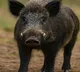 Farmer mauled to death in wild boar attack