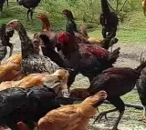 Thousands of Native Chickens Found Free People Scramble