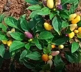 Chilli Plant Bears Brinjal And Tomatoes In NTR District Andhra Pradesh