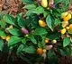 Chilli Plant Bears Brinjal And Tomatoes In NTR District Andhra Pradesh
