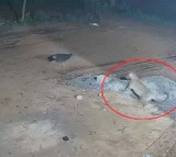 SV University Tirupati Leopard Attack Sparks Alert