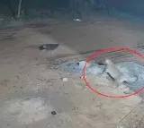 SV University Tirupati Leopard Attack Sparks Alert